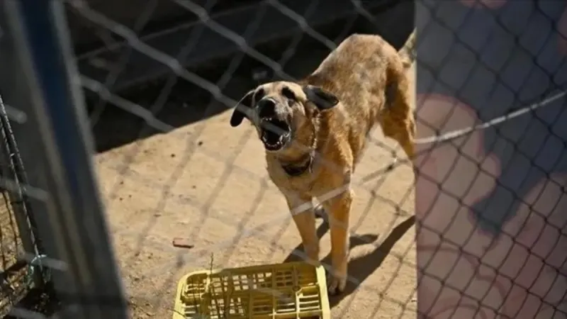 CHP'nin sokak hayvanları düzenlemesine itirazı yine tutmadı: Yüksek mahkeme noktayı koydu!