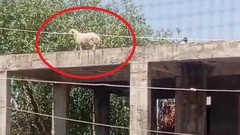 Koç Yükseklerde! 3 Katlı Binaya Tırmanan Koçun Hikayesi