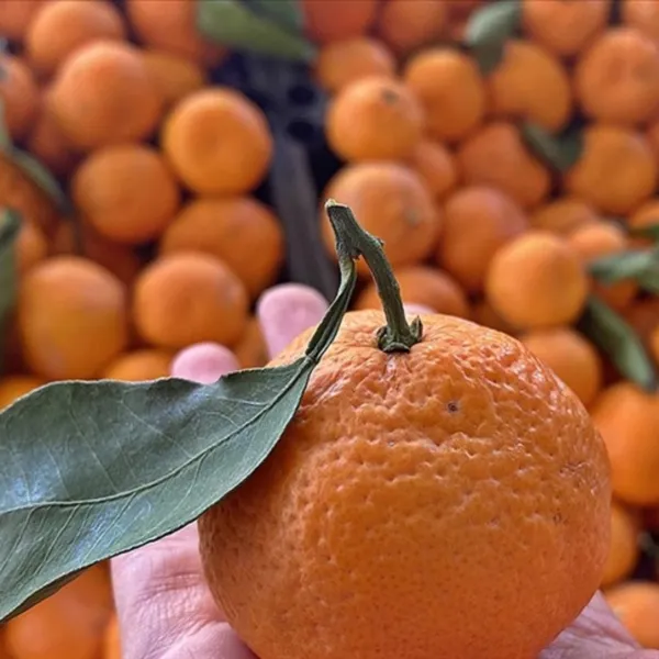 Mandalina Fiyatları Şok Etti! Üretici Market Arasında Uçurum!