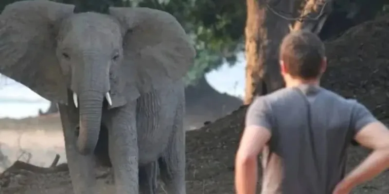 Milyoner İş İnsanı Filden Kaçamadı! Safari Parkında Ölüm