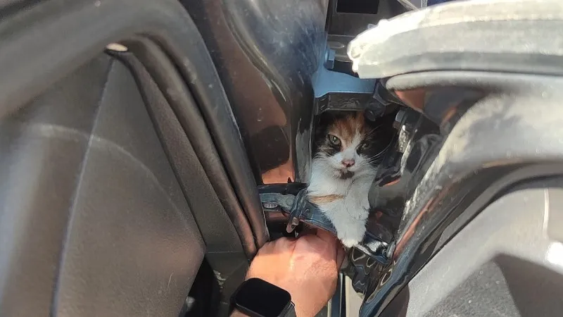 Hatay'da Kedi Kurtarma Operasyonu: Minik Yavru Kapıya Sıkıştı!
