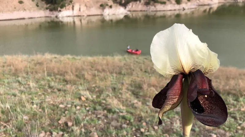 Kars'ta Kurt Kulağı Çiçeği Şöleni: Görenler Büyülendi!