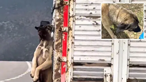 İpteki Köpek Ölümden Döndü! Vicdansız Sürücüye Ne Oldu?