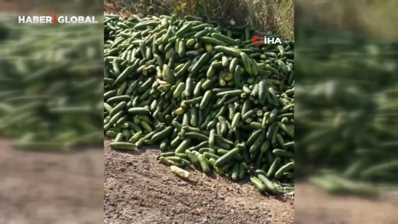 Salatalıklar Sokağa Mı Atıldı? Kocaeli'nde Şok Eden Görüntüler!