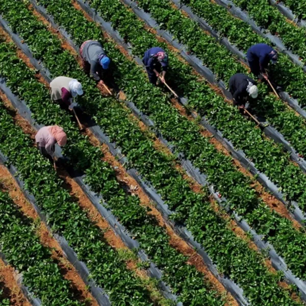Tarımsal girdi fiyatları yükselişini sürdürdü