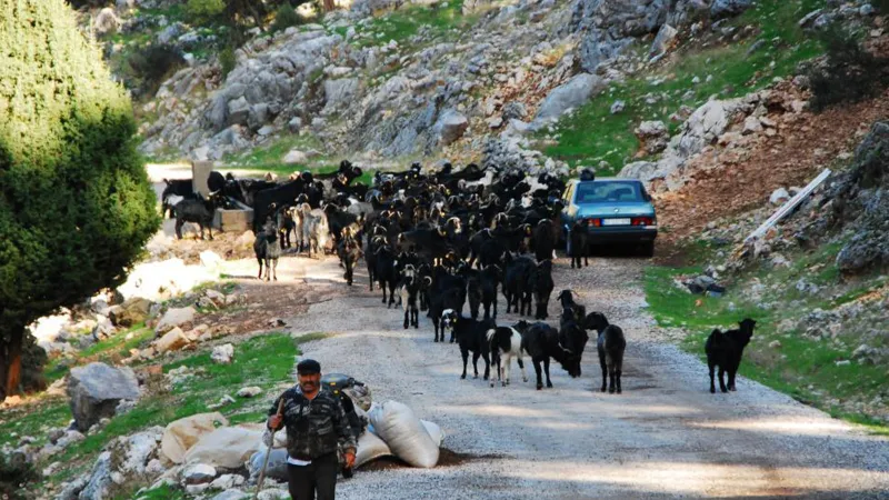Yörükler Tersine Göçte! Yaylalar Boşalıyor, Obalar Dönüyor