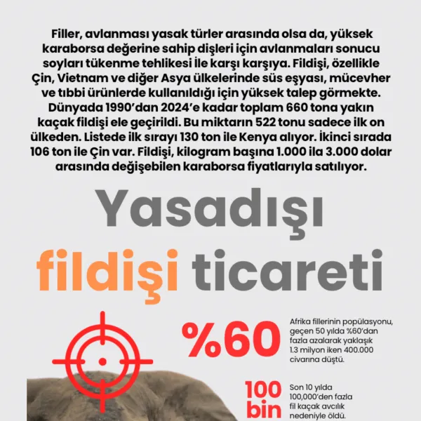 Yasadışı fildişi ticareti